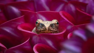 This award-winning image proves that photographers can capture stunning images without leaving their backyards