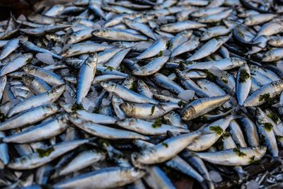 Why is “Tin Fish” Trending Now and What Does It Means For Sardines?