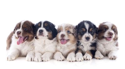 9 Puppy Names So Cute You’ll Cry a Little
