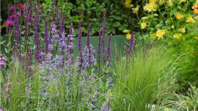 How to harness color therapy in your yard – Chelsea Flower Show designer says to grow these 3 plants for a wellbeing boost