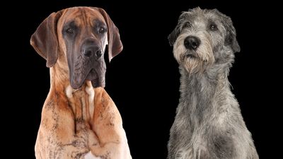 Great Dane vs Irish Wolfhound: Which giant breed is right for you?