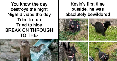 These 50 Hilarious Animal Posts Are Why We Don’t Deserve The Internet, Or Pets, Or Peace