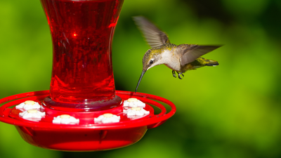 This simple nectar recipe will attract hummingbirds to your yard — an expert reveals all