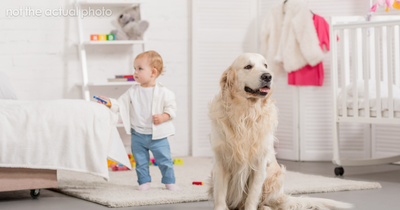 Woman Protects Her Dog From 2.5YO Nephew, Sister Demands An Apology