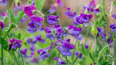 Where never to plant sweet peas – avoid these 5 locations for a beautiful, fragrant display this summer