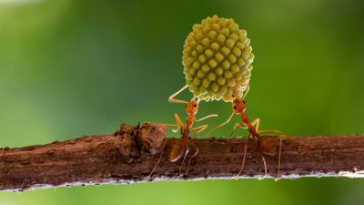 Insects: Facts about the creepy-crawlies that make up more than half of the world's animal species