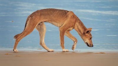 Dingo That Was Reportedly Stabbed After Biting A Child On K’gari Has Been Euthanised