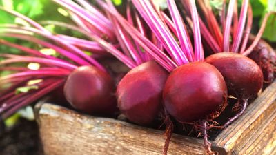 These 7 beet companion plants will give you the best crops possible – plus the ones to avoid