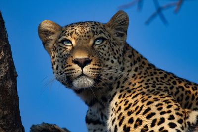 Anger over £116,000 trophy hunting holidays for tourists to shoot leopards
