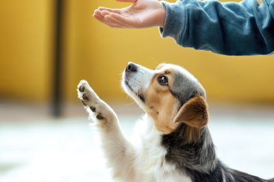 The 5 Best Dog Training Apps for Busy Owners