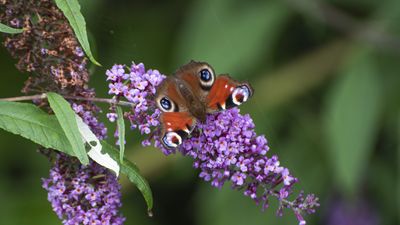 How to grow butterfly bush in pots – for a fast-growing shrub that will fill containers with joyful color this summer