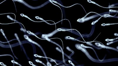 How long can human sperm survive?