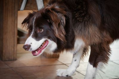 These 8 Dog Breeds Are Most Likely to Get Banned From Apartments