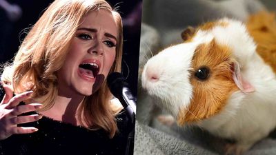 Scientists just made guinea pigs listen to Adele for seven days… and the results are both surprising and worrying