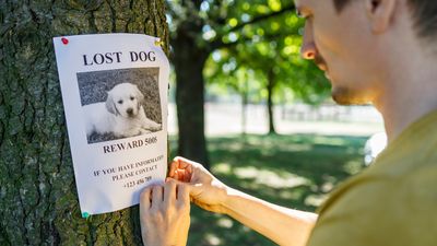 1.7 million pets disappeared in 2024, with some states a particularly high risk