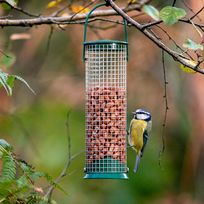 The reason why wildlife experts say you should never feed birds bread - and what to give them instead