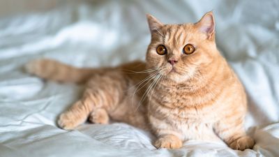 Munchkin cats, with legs much shorter than average, are surrounded with controversy