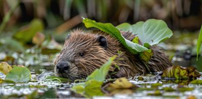 Urban rewilding has brought back beavers, hornbills and platypuses to city parks – and that’s just the start