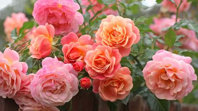 Where never to plant roses – 6 spots to avoid, with expert tips from rose-growing professionals