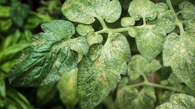 Don't let spider mites kill your houseplants — 5 tips every plant owner should know
