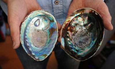 Shimmering with an opal shine: New Zealand’s unique blue pearls face threat of warming seas