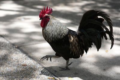 AP PHOTOS: Chickens take over Miami while some embrace roosters as a cultural symbol
