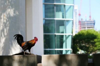 Wild chickens face turf war with bad-tempered peacocks after taking over Miami