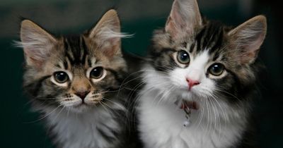 Scottish tenants 'should not be restricted from keeping pets by landlords'