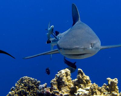 Queensland’s shark control plan facing court challenge and federal intervention, experts say
