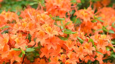 Where never to plant azaleas – 5 places to avoid growing these early bloomers in your backyard