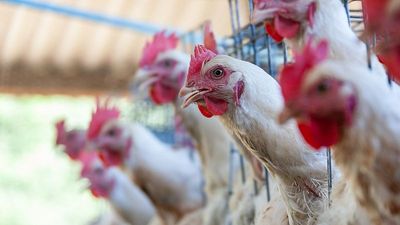 Is Europe doing enough to prepare for the potential threat of bird flu to humans?