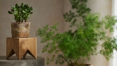 10 Types of Jade Plants That Will Bring Good Vibes to Any Room