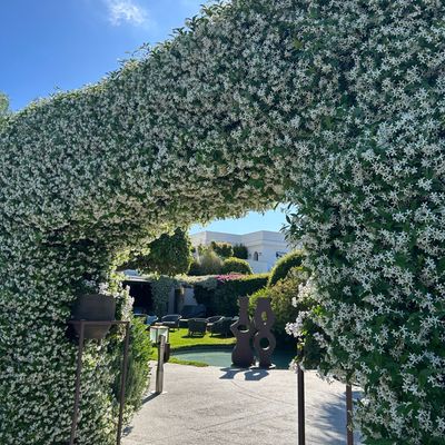 I went to Italy and found the most beautiful star jasmine arch – so I asked the experts how to recreate it