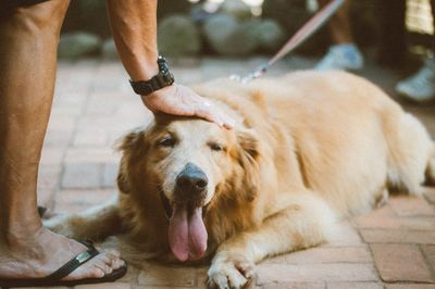 10 Things That Happen When You Get a Dog for Emotional Support