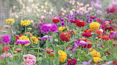 9 plants never to grow next to zinnias – expert advice to maintain vibrant, mood boosting blooms