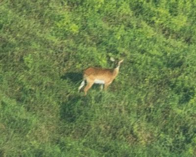 Nearly extinct ‘forgotten antelope’ photographed for first time in DRC