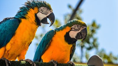 Do parrots actually understand what they're saying?