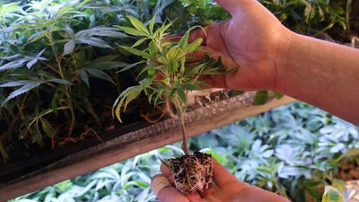 Texas hemp industry faces ‘oblivion’ as THC ban lands on Gov Abbott’s desk
