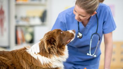 Vet shares advice to prevent ear infections in dogs