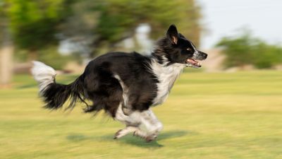 Miniature American Shepherds are lively and affectionate but very loyal
