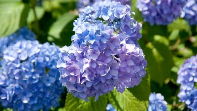 Gardeners advise against planting hydrangeas this year – here's why, and what climate-resilient shrubs you should be planting instead