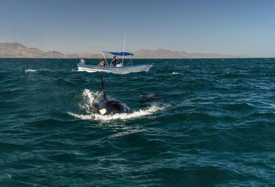 ‘Swimming with orcas is out of control’: can new rules keep tourists and Mexico’s whales safe?