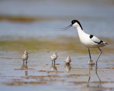 Country diary: Pristine avocets under the cooling towers