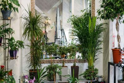 How to create an indoor plantscape to rival an outdoor show garden