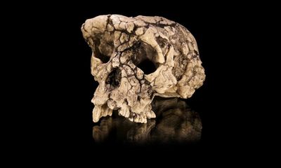 The curse of Toumaï: an ancient skull, a disputed femur and a bitter feud over humanity’s origins