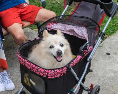 Are millennials really substituting dogs for children? Obviously not – as any dog owner would know