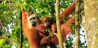 What the hidden rhythms of orangutan calls can tell us about language – new research