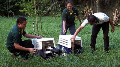 From London’s beavers to leopard frogs in Las Vegas, here’s why we need to rewild our cities