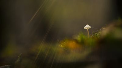 Use natural lighting effects to introduce drama to your macro photography scenes