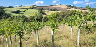 How to create a thriving forest, not box-checking ‘tree cover’